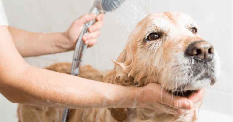 Dog in the shower