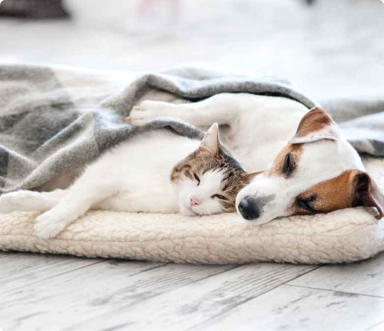 A Dog and a cat on the floor sleeping